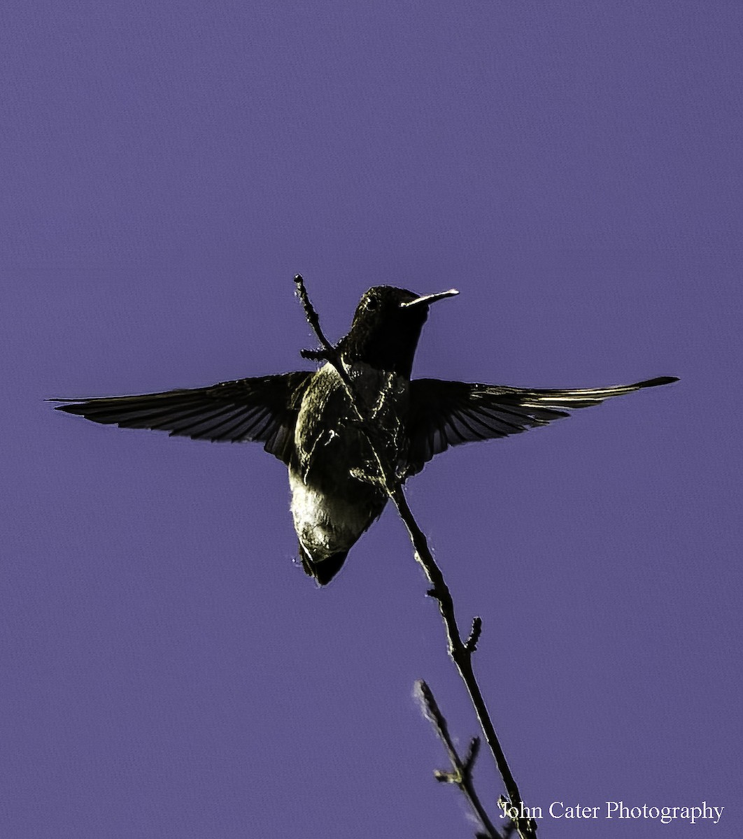 Black-chinned Hummingbird - ML621206291