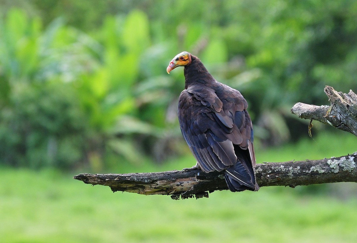 Lesser Yellow-headed Vulture - ML621206334