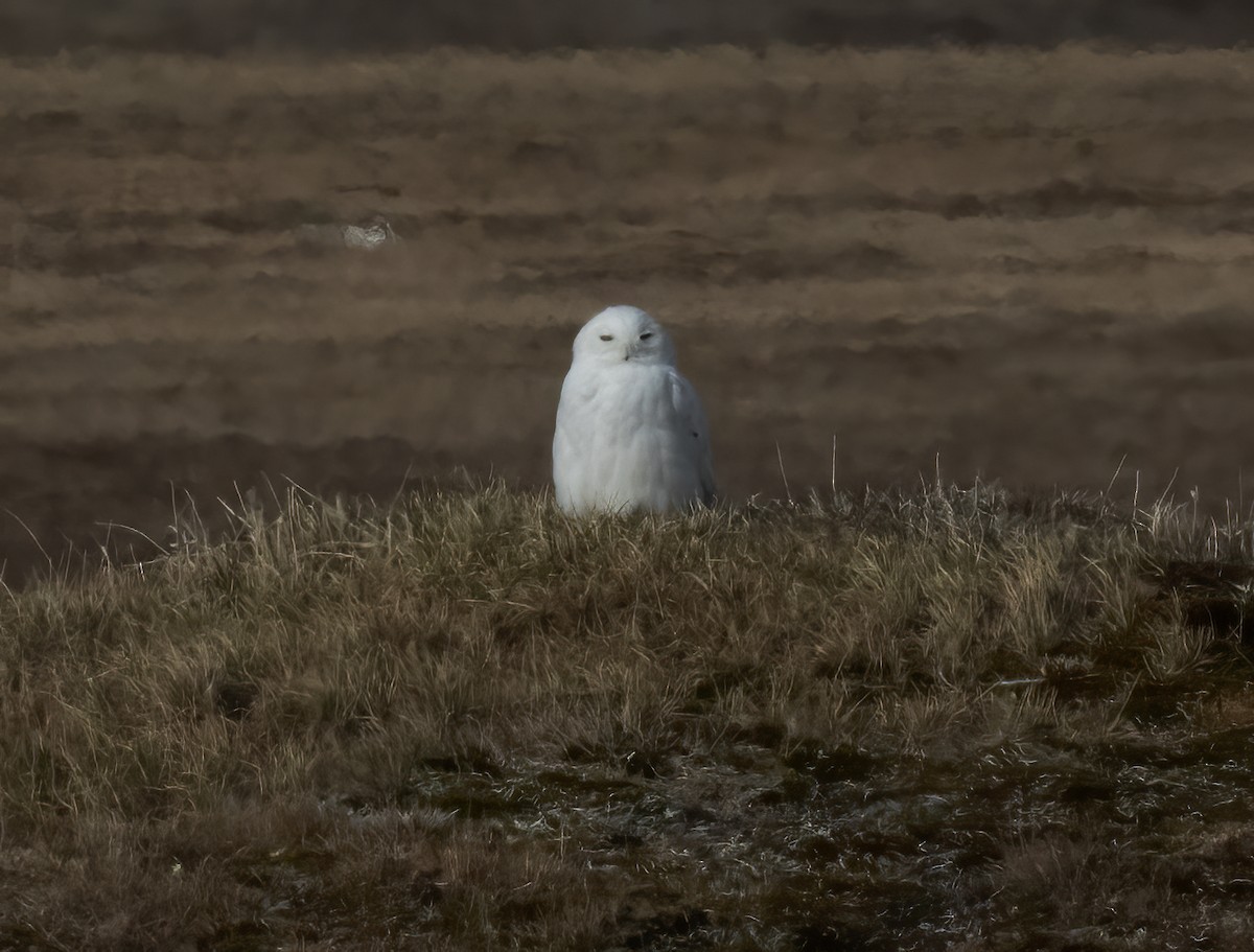 Snowy Owl - ML621206358