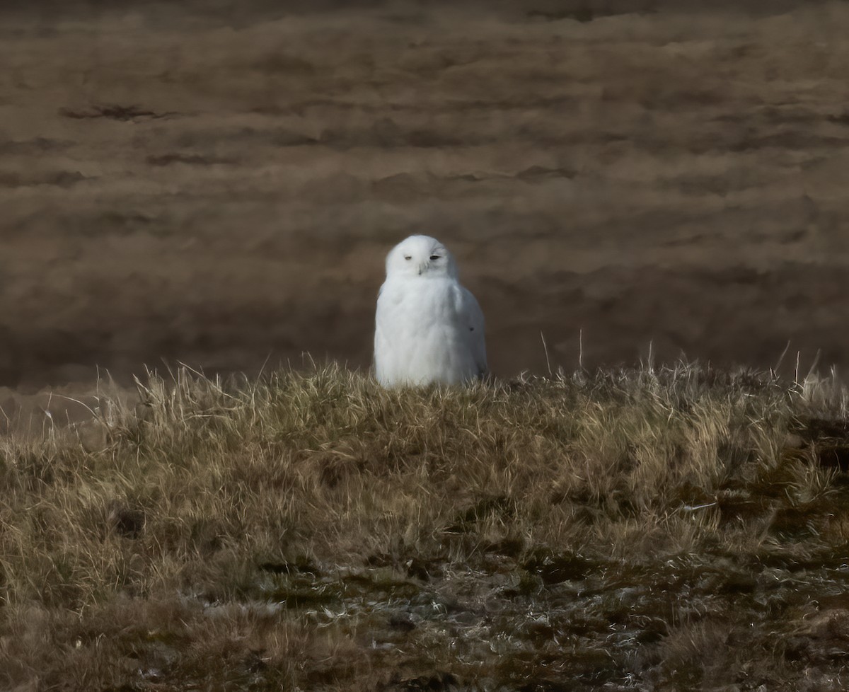 Snowy Owl - ML621206359