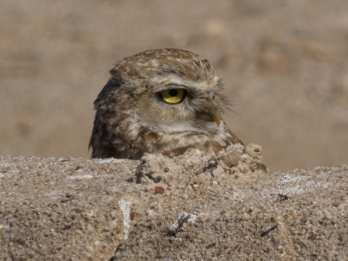 Burrowing Owl - ML621206379
