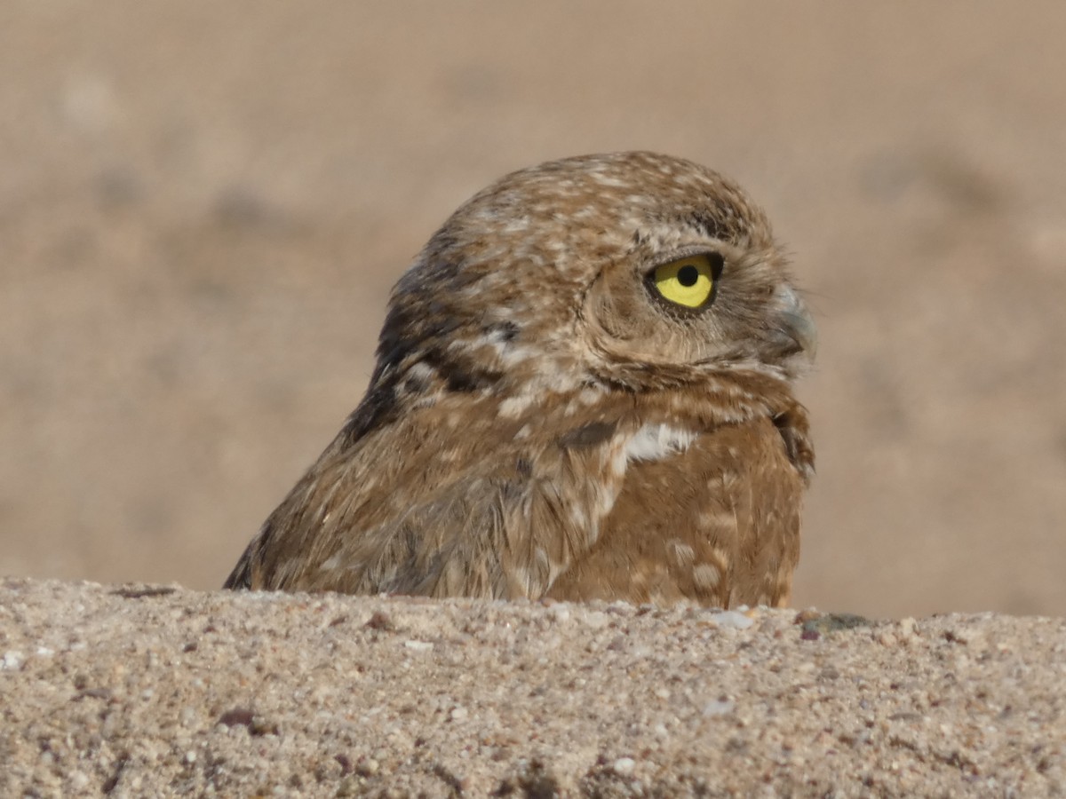 Burrowing Owl - ML621206380