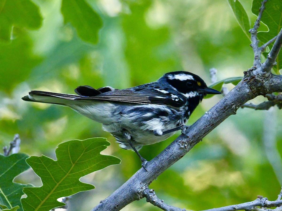 Black-throated Gray Warbler - ML621206381