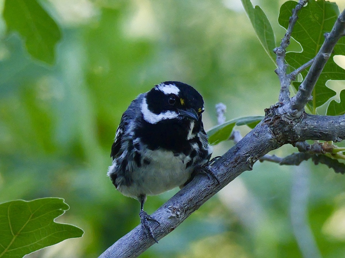 Black-throated Gray Warbler - ML621206382