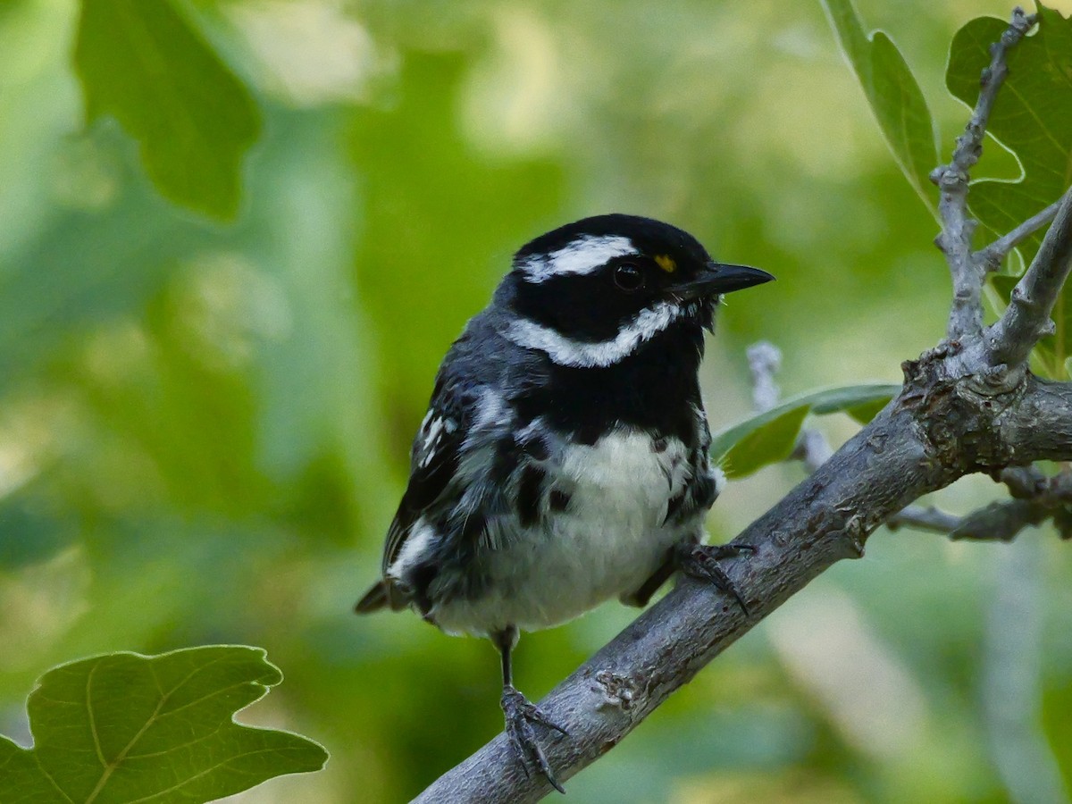 Black-throated Gray Warbler - ML621206383