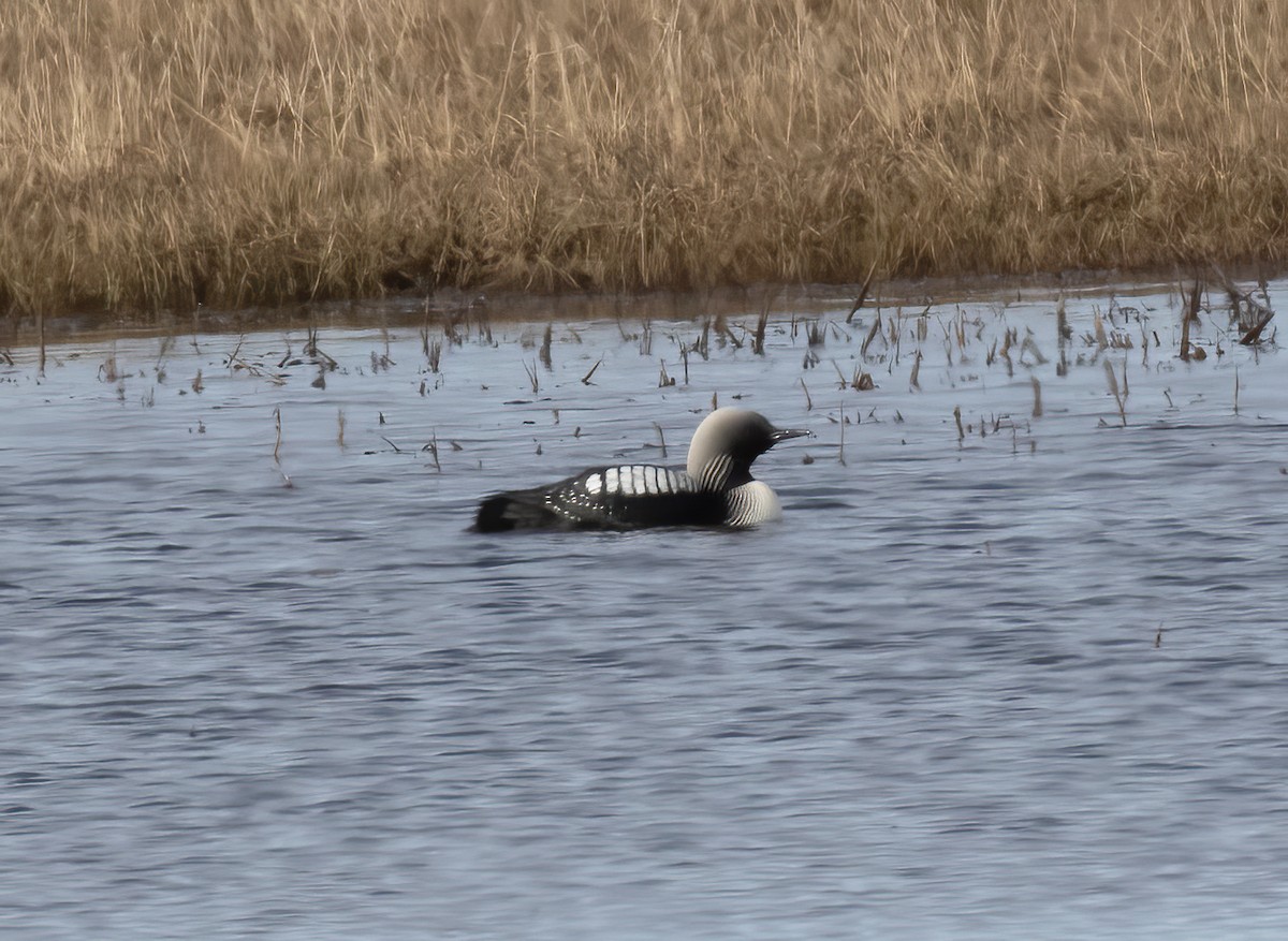 Pacific Loon - ML621206386