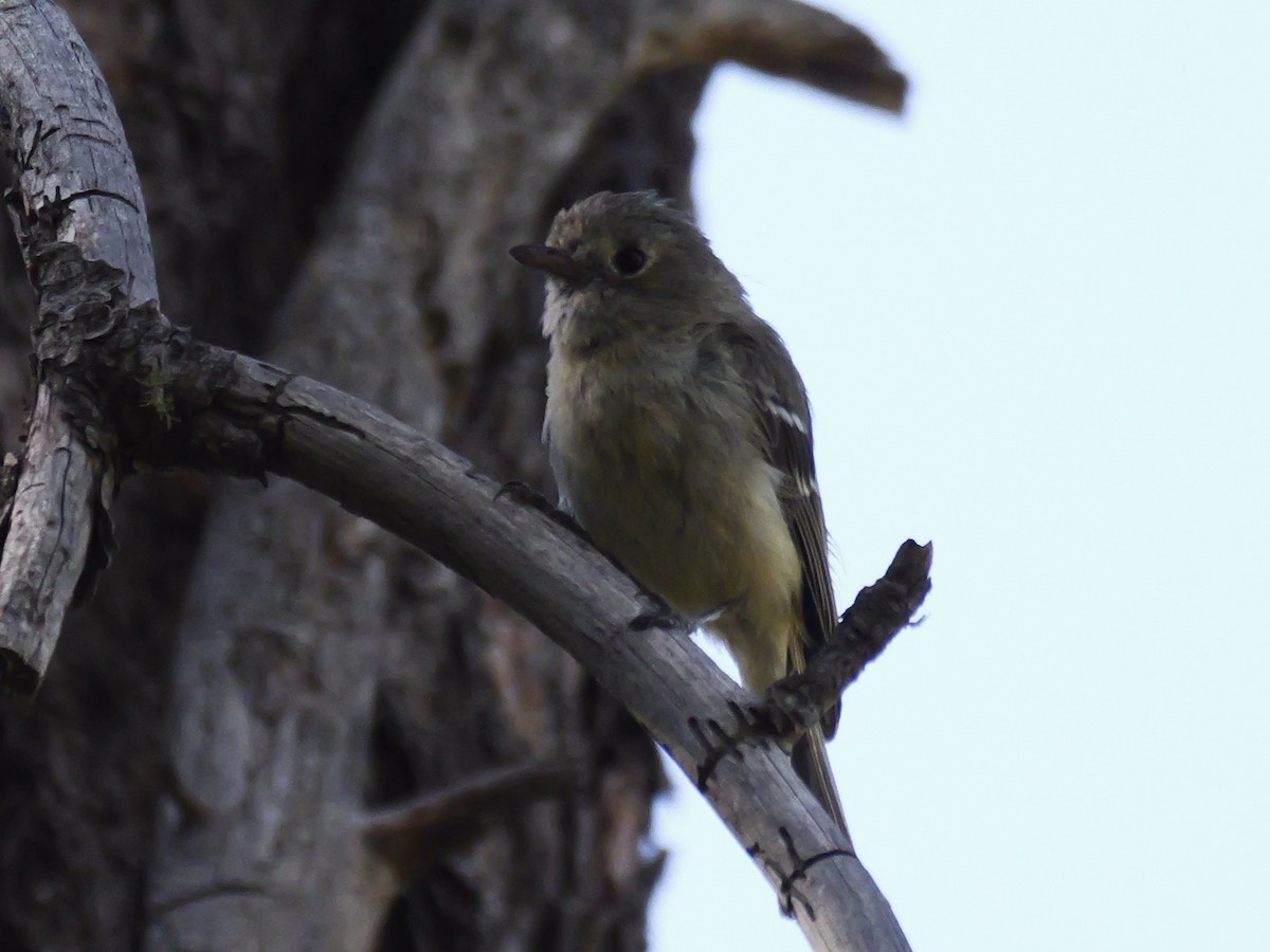 Hutton's Vireo - ML621206414