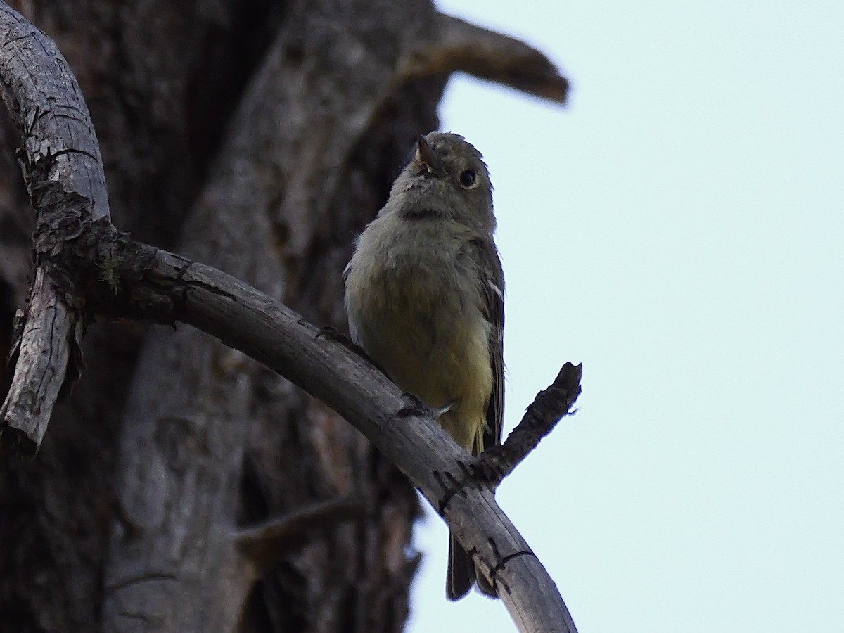 Hutton's Vireo - ML621206415