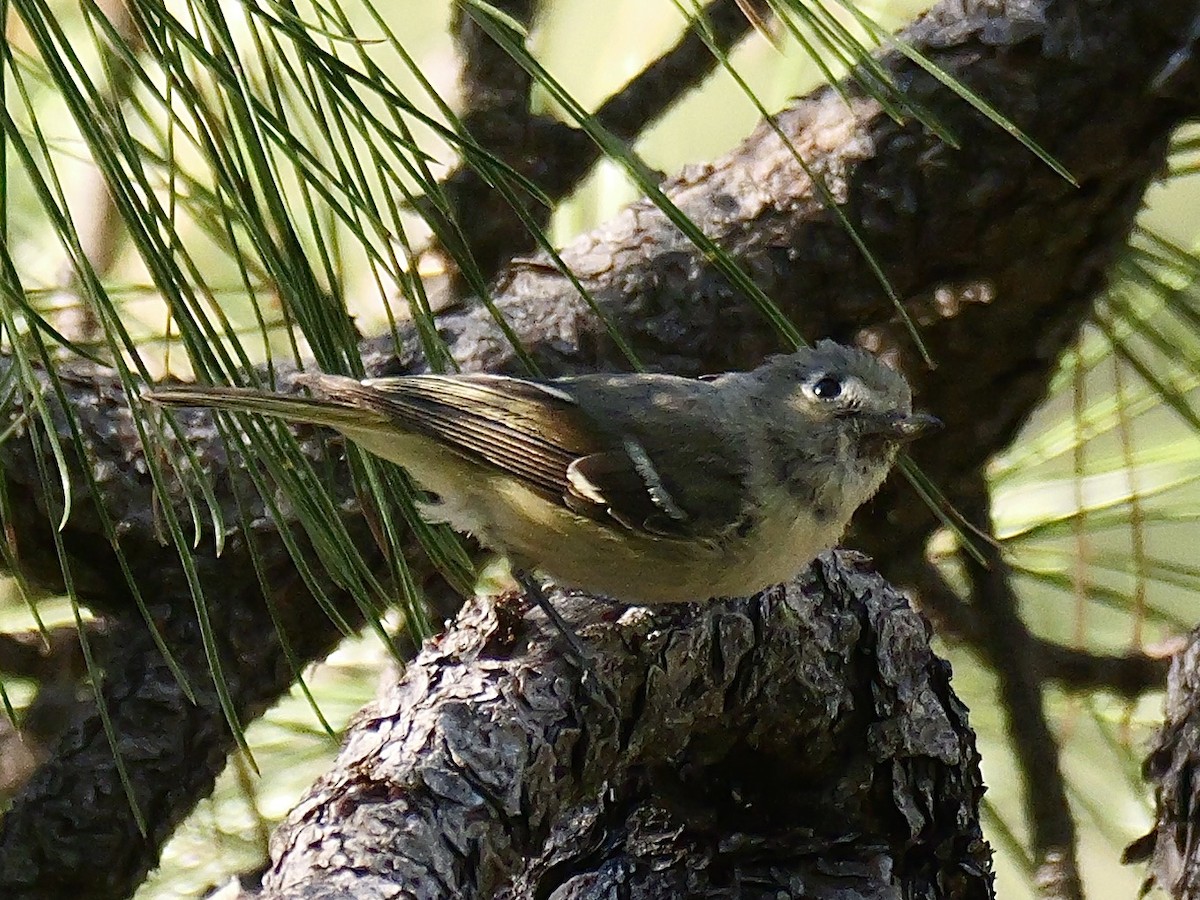 Hutton's Vireo - ML621206416