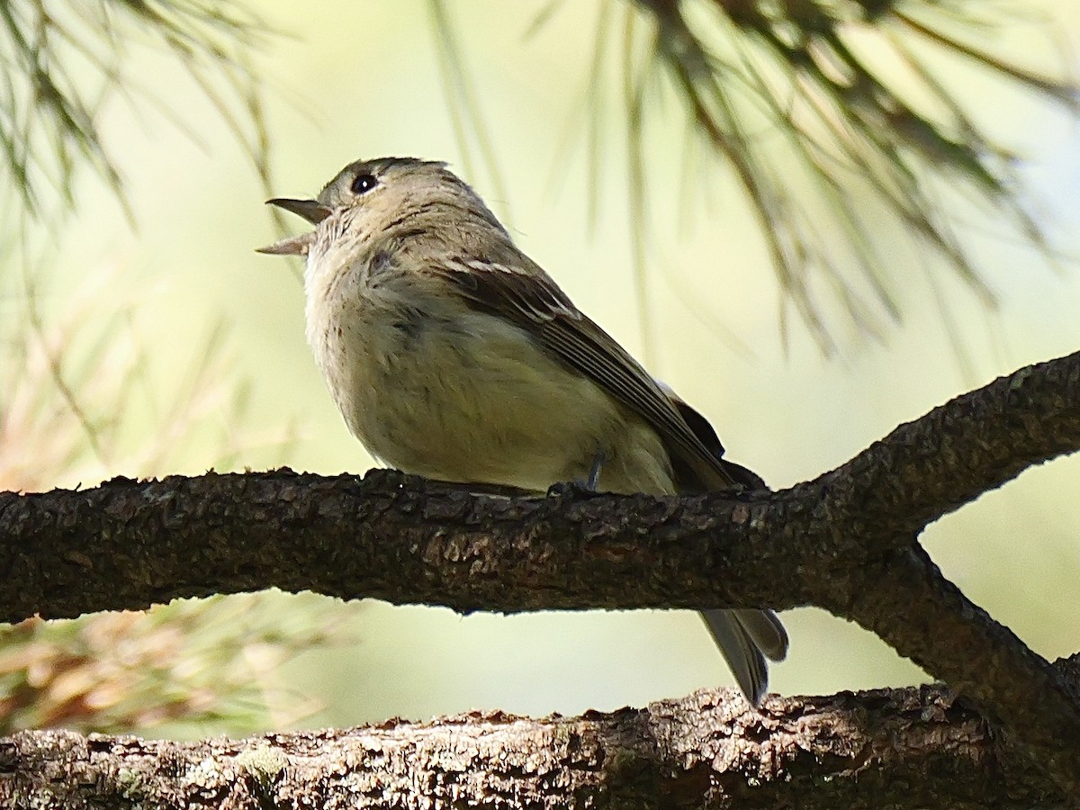 Hutton's Vireo - ML621206417