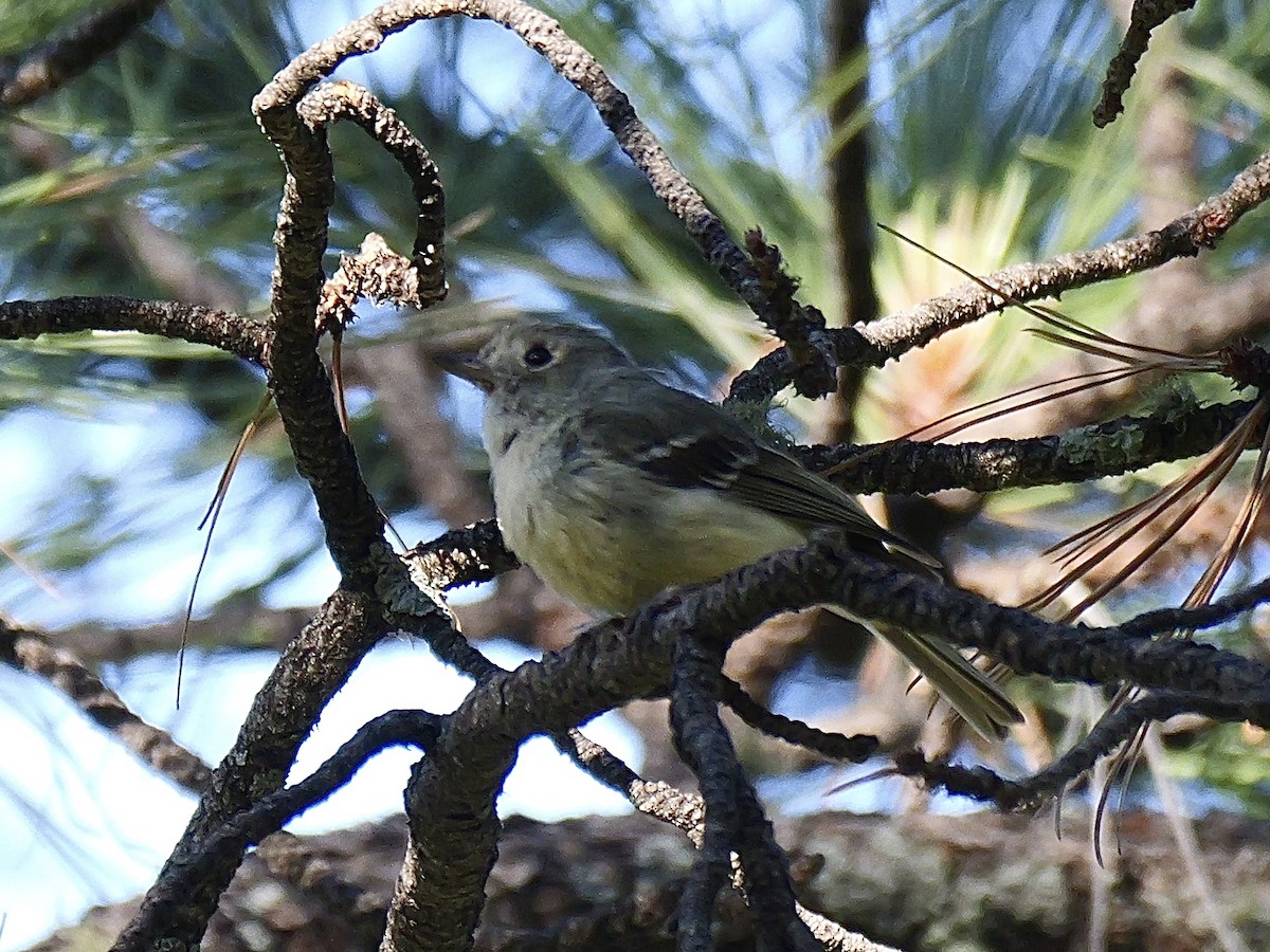 Hutton's Vireo - ML621206418