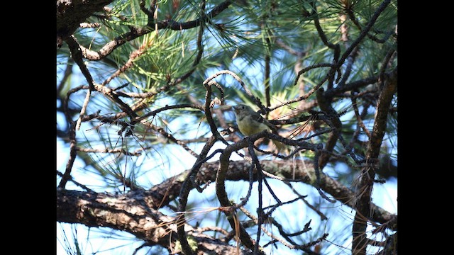 Hutton's Vireo - ML621206420