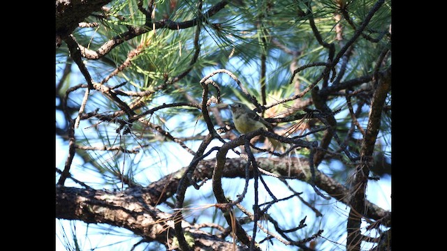 Hutton's Vireo - ML621206420