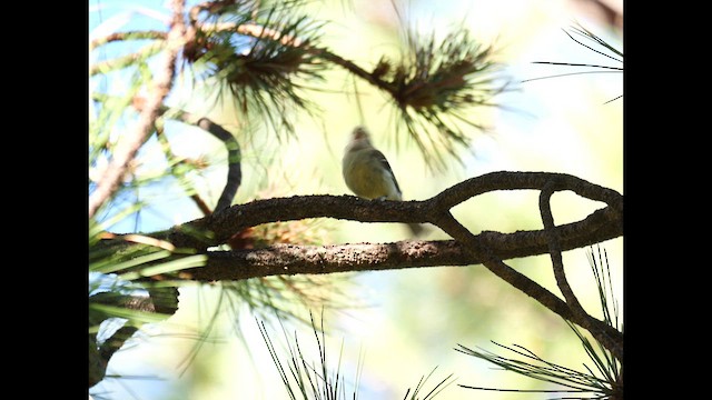 Hutton's Vireo - ML621206421