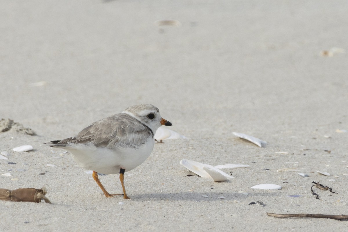 Piping Plover - ML621206434