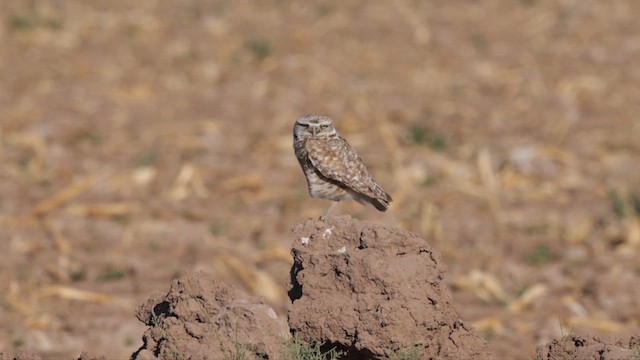 Burrowing Owl - ML621206444