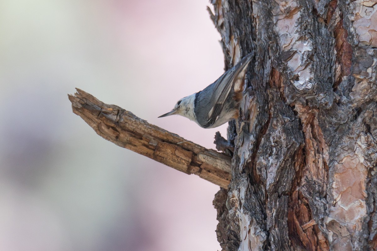White-breasted Nuthatch - ML621206447