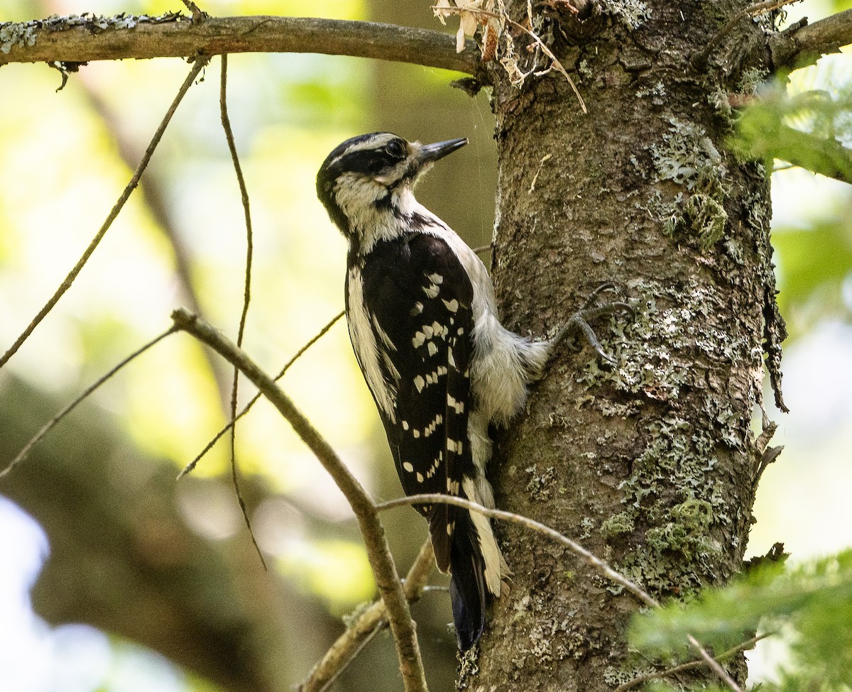 Hairy Woodpecker - ML621206472