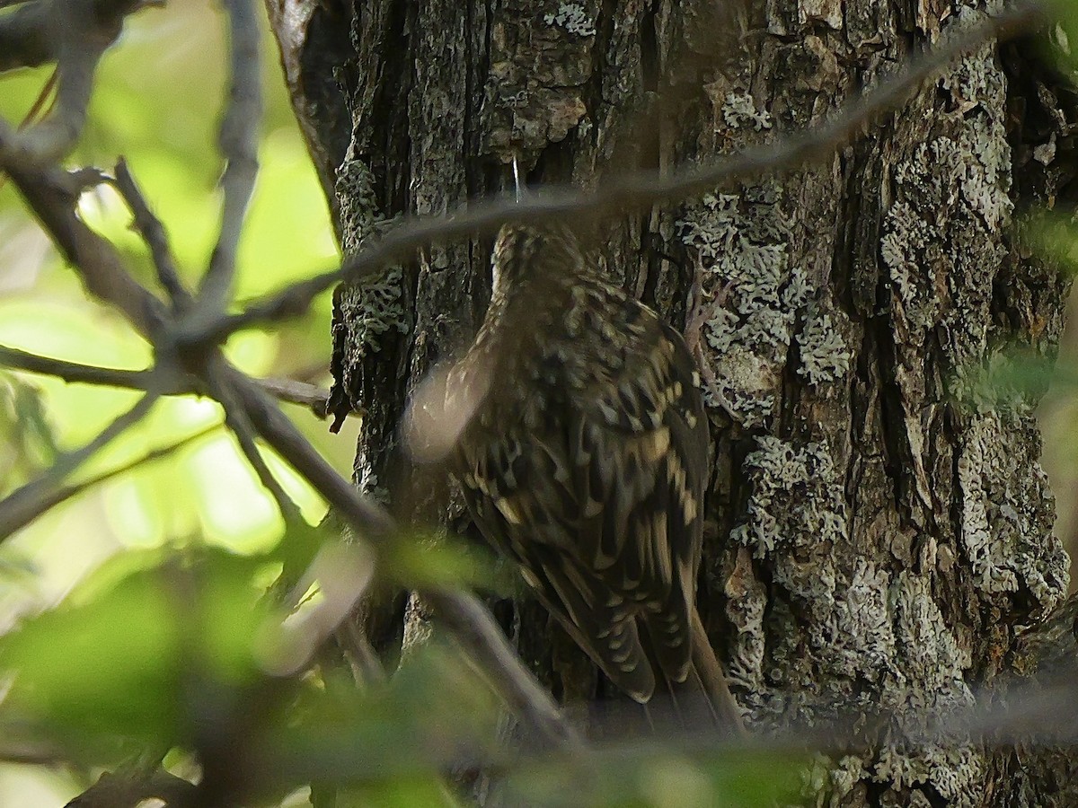 Brown Creeper - ML621206530