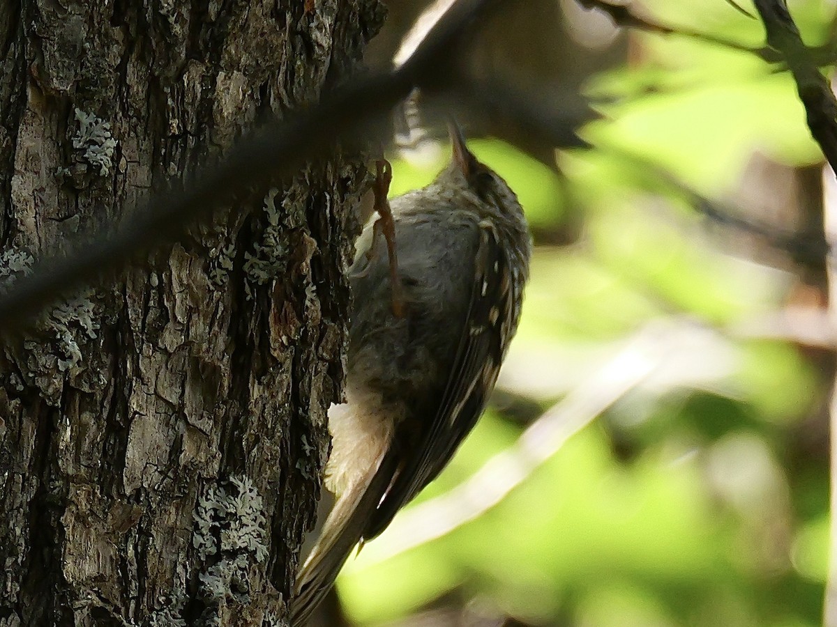 Brown Creeper - ML621206531