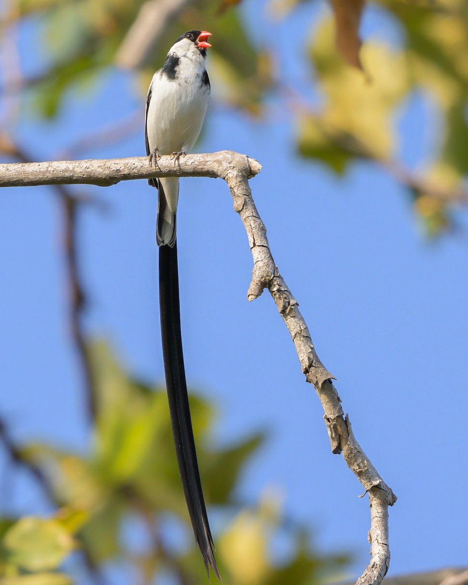Pin-tailed Whydah - ML621206548