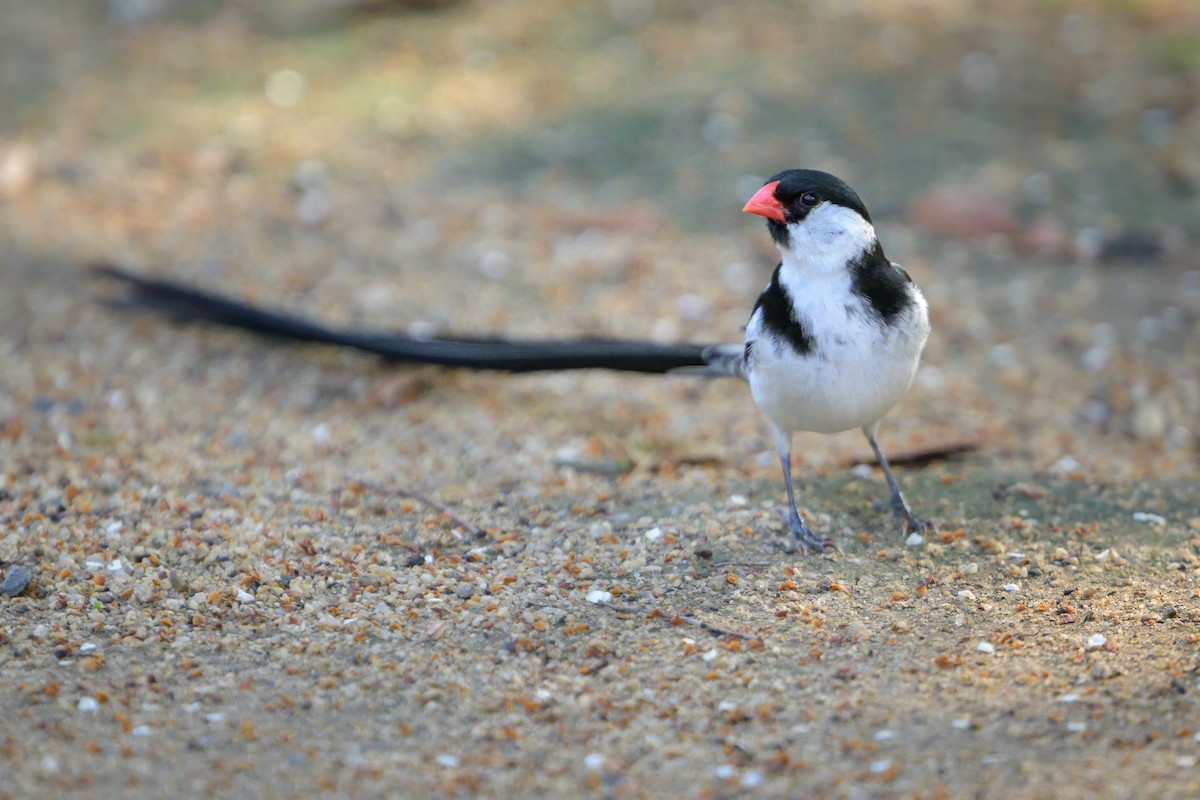 Pin-tailed Whydah - ML621206549