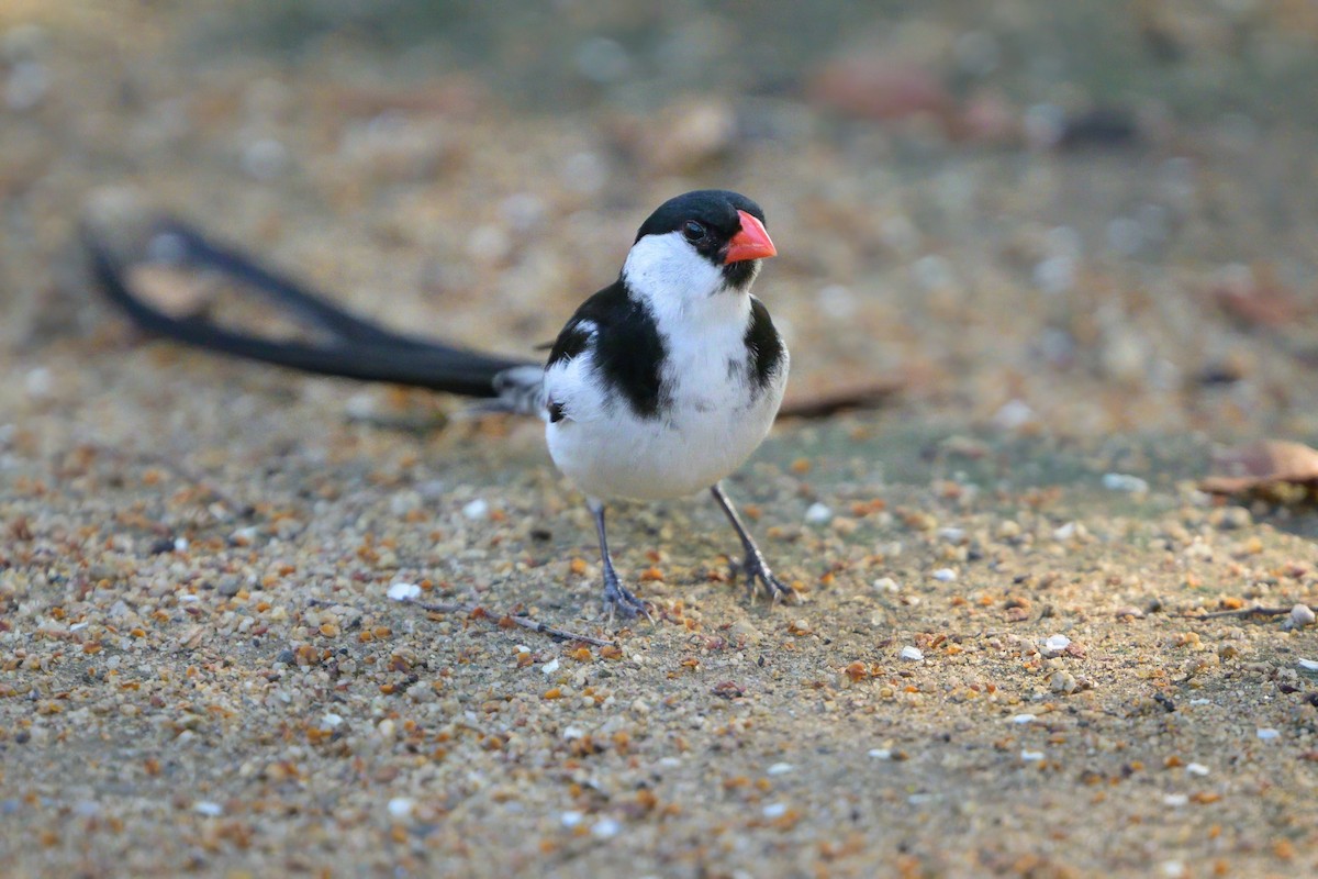 Pin-tailed Whydah - ML621206550