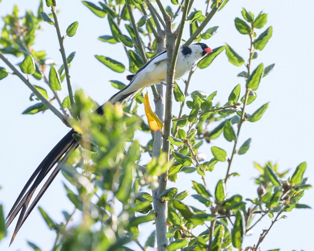 Pin-tailed Whydah - ML621206551