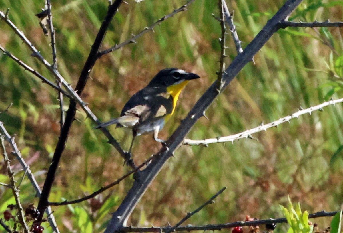 Yellow-breasted Chat - ML621206555