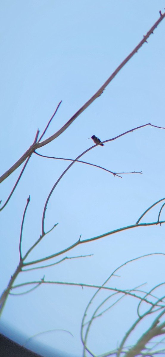 Black-chinned Hummingbird - ML621206576