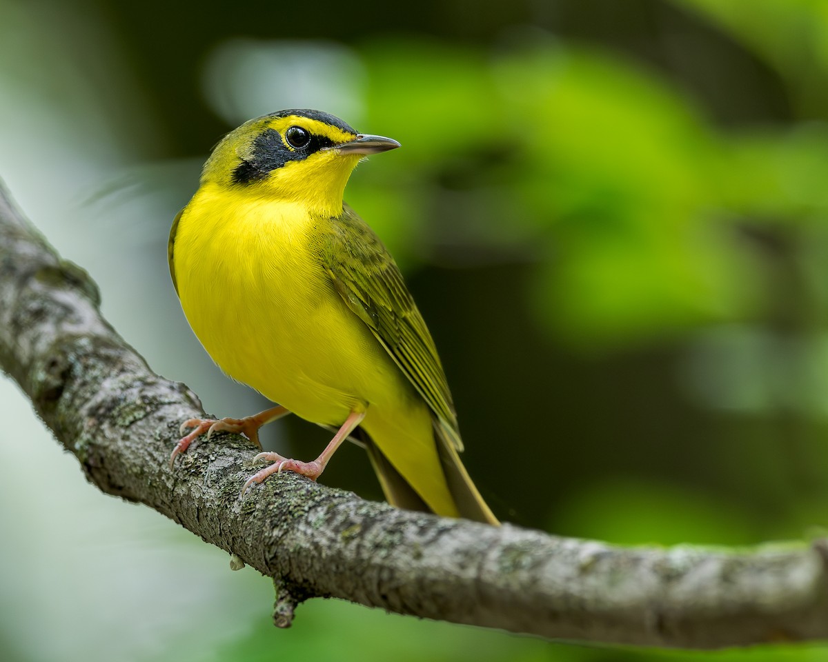 Kentucky Warbler - ML621206600