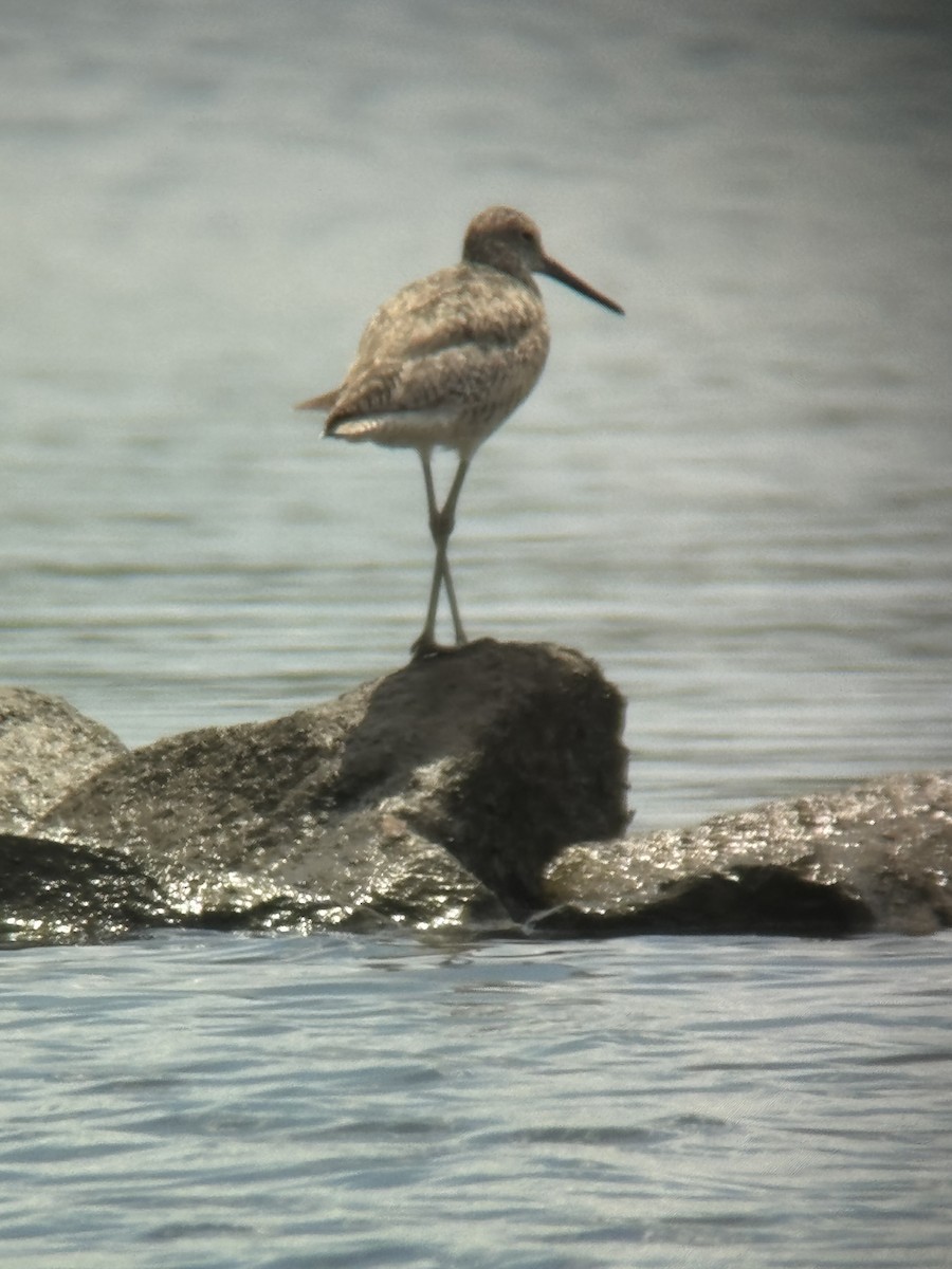 Willet - ML621206604