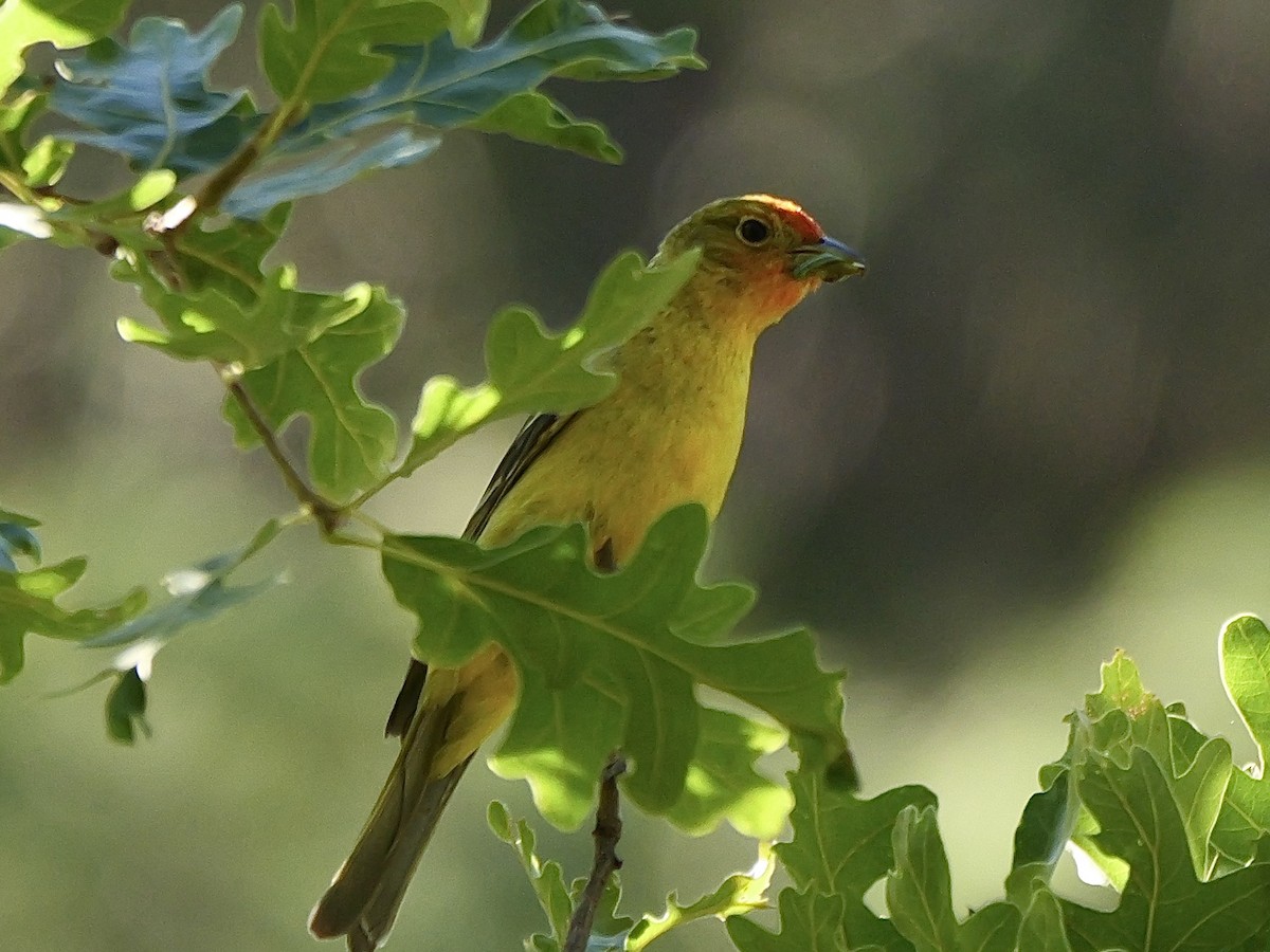 Western Tanager - ML621206606