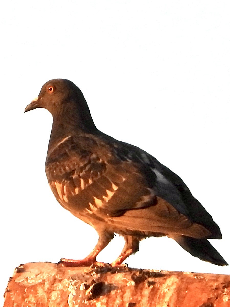 Сизый голубь (Одомашненного типа) - ML621206611