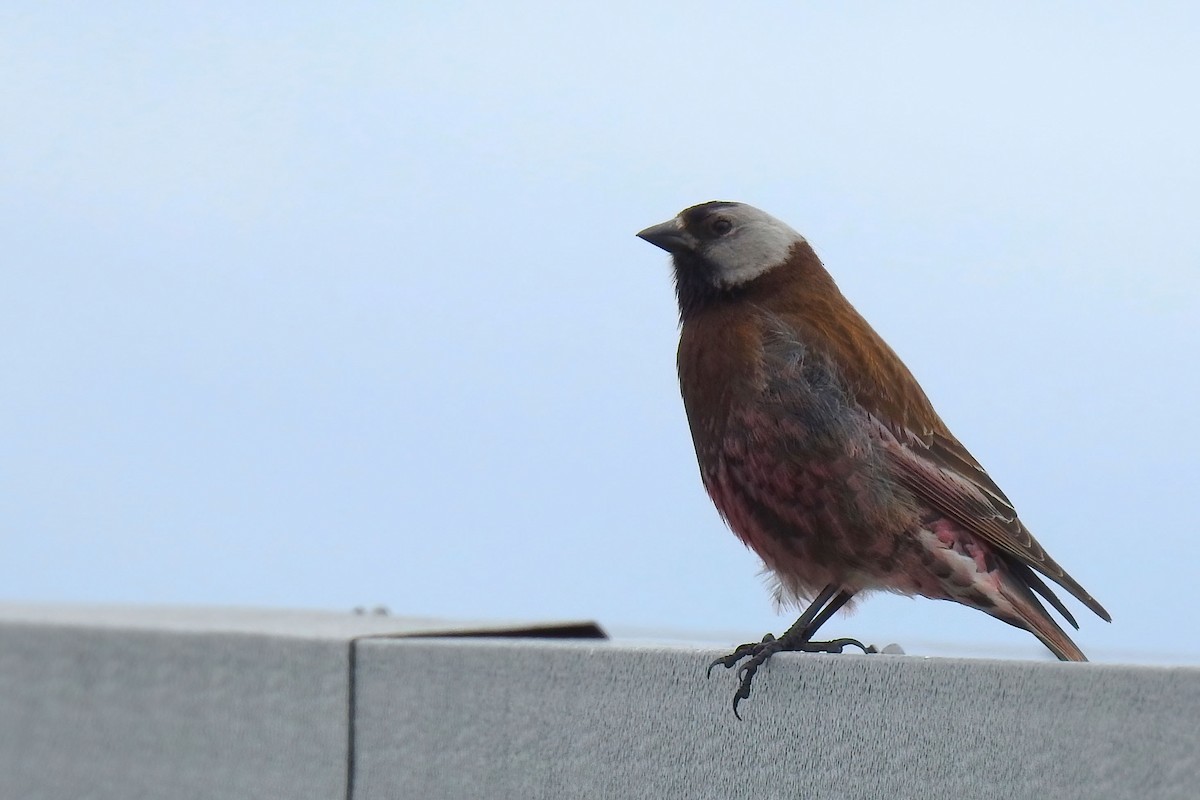 Gray-crowned Rosy-Finch - ML621206612