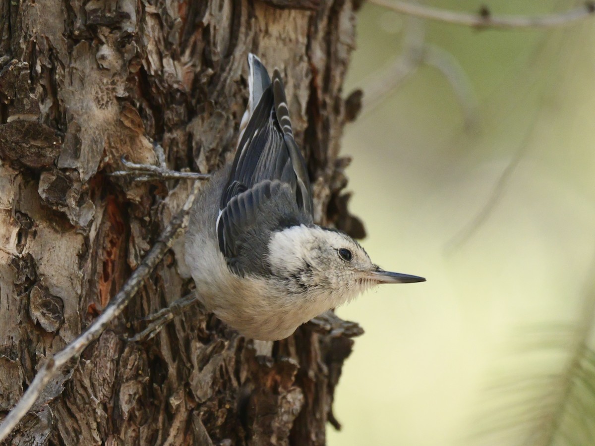 White-breasted Nuthatch - ML621206640