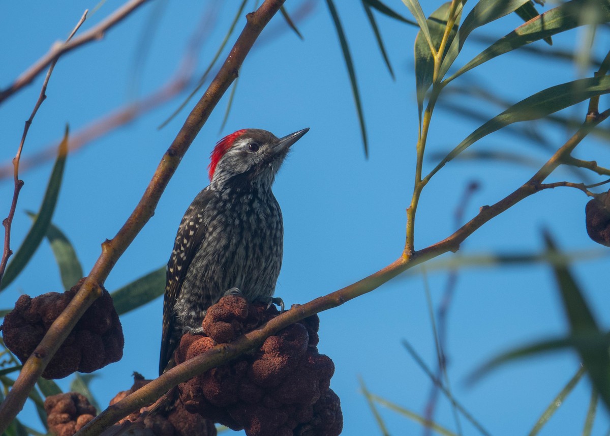Cardinal Woodpecker - ML621206649