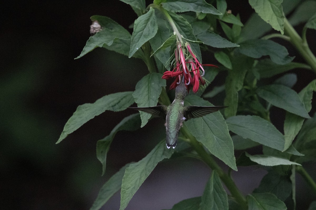Ruby-throated Hummingbird - ML621206666