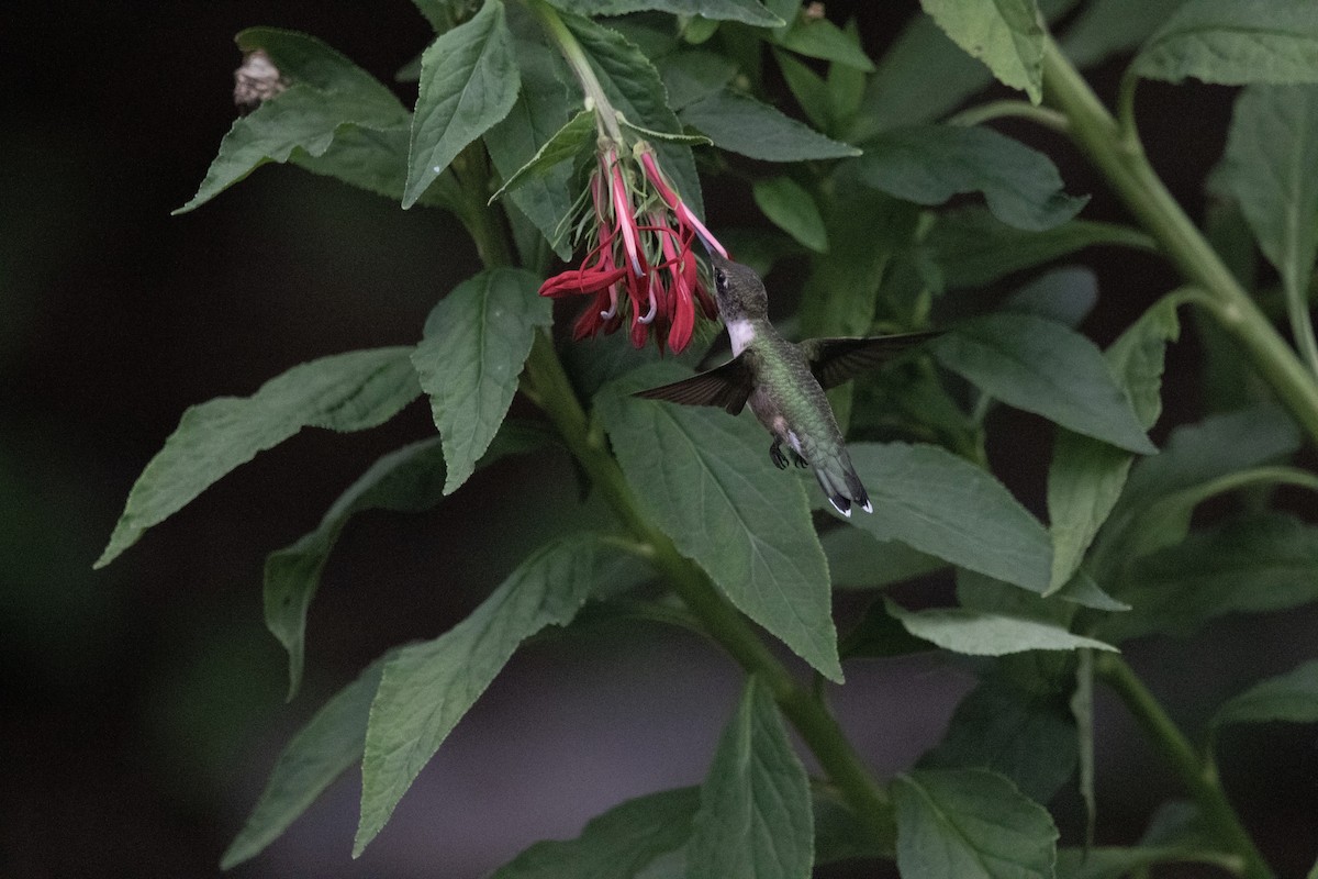 Ruby-throated Hummingbird - ML621206667