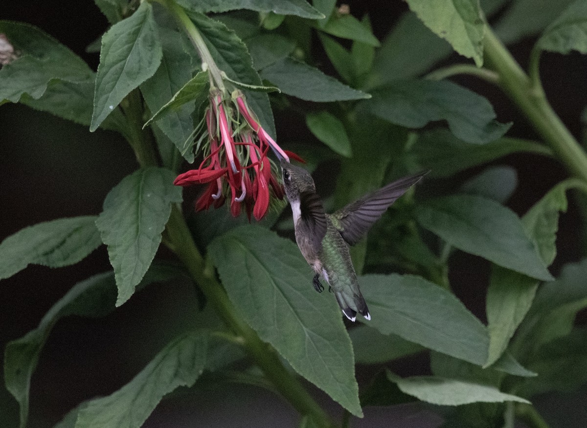 Ruby-throated Hummingbird - ML621206668