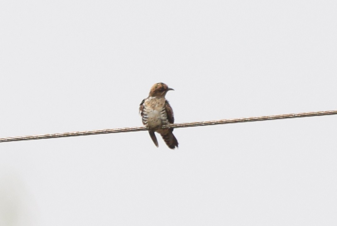 Red-chested Cuckoo - ML621206683