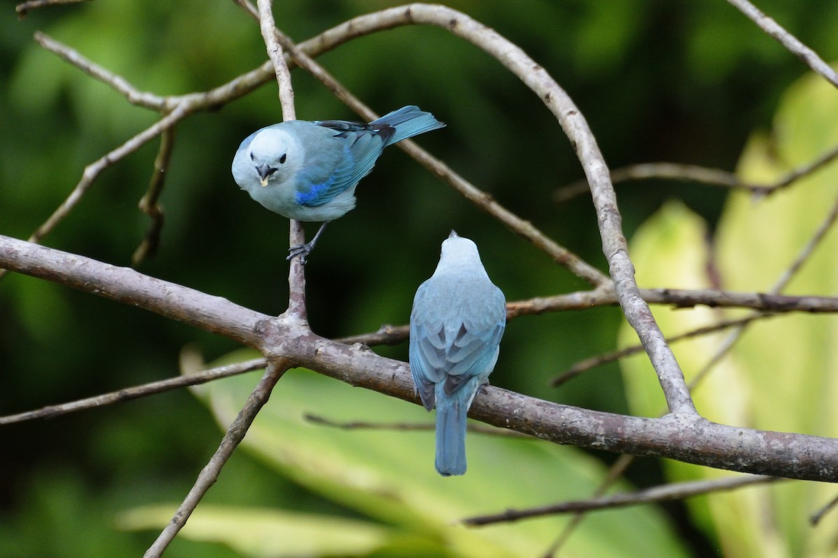Blue-gray Tanager - ML621206687