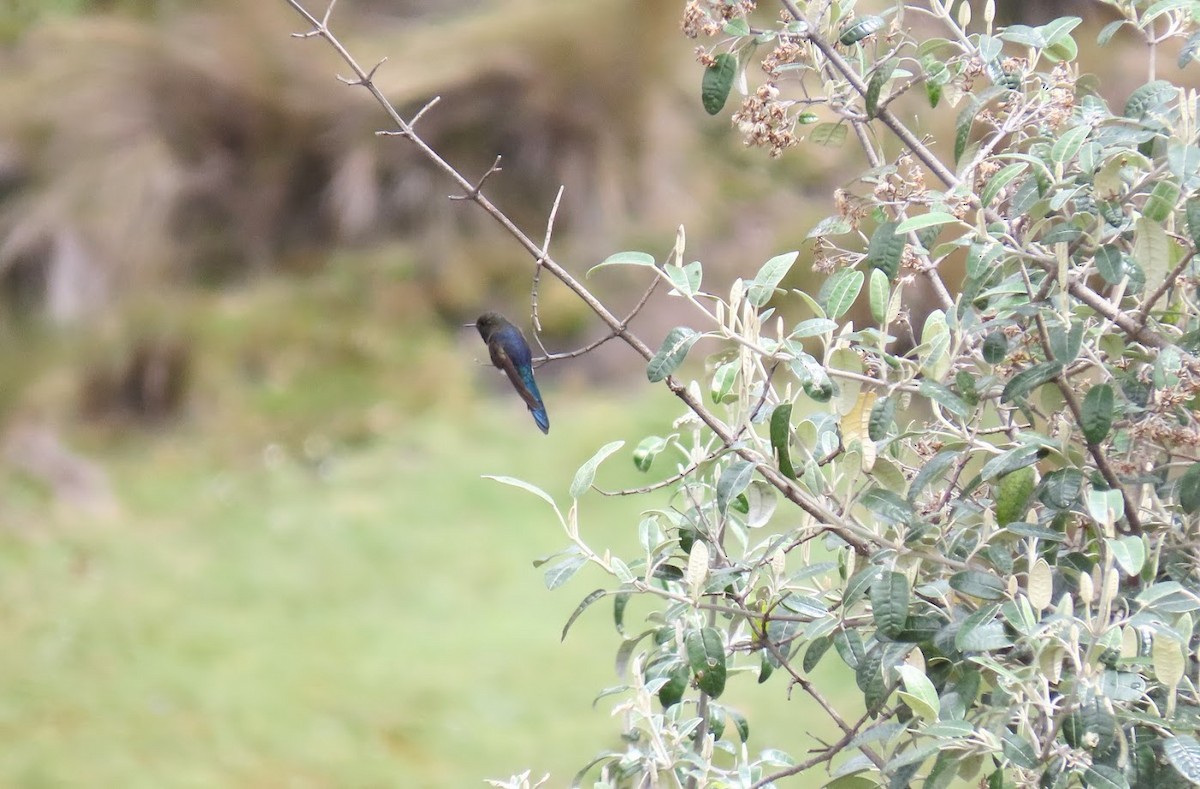 kolibřík modropláštíkový - ML621206695