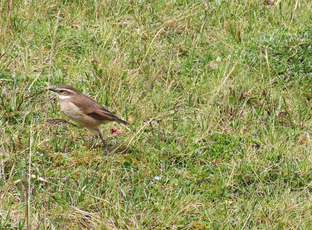 Chestnut-winged Cinclodes - ML621206715