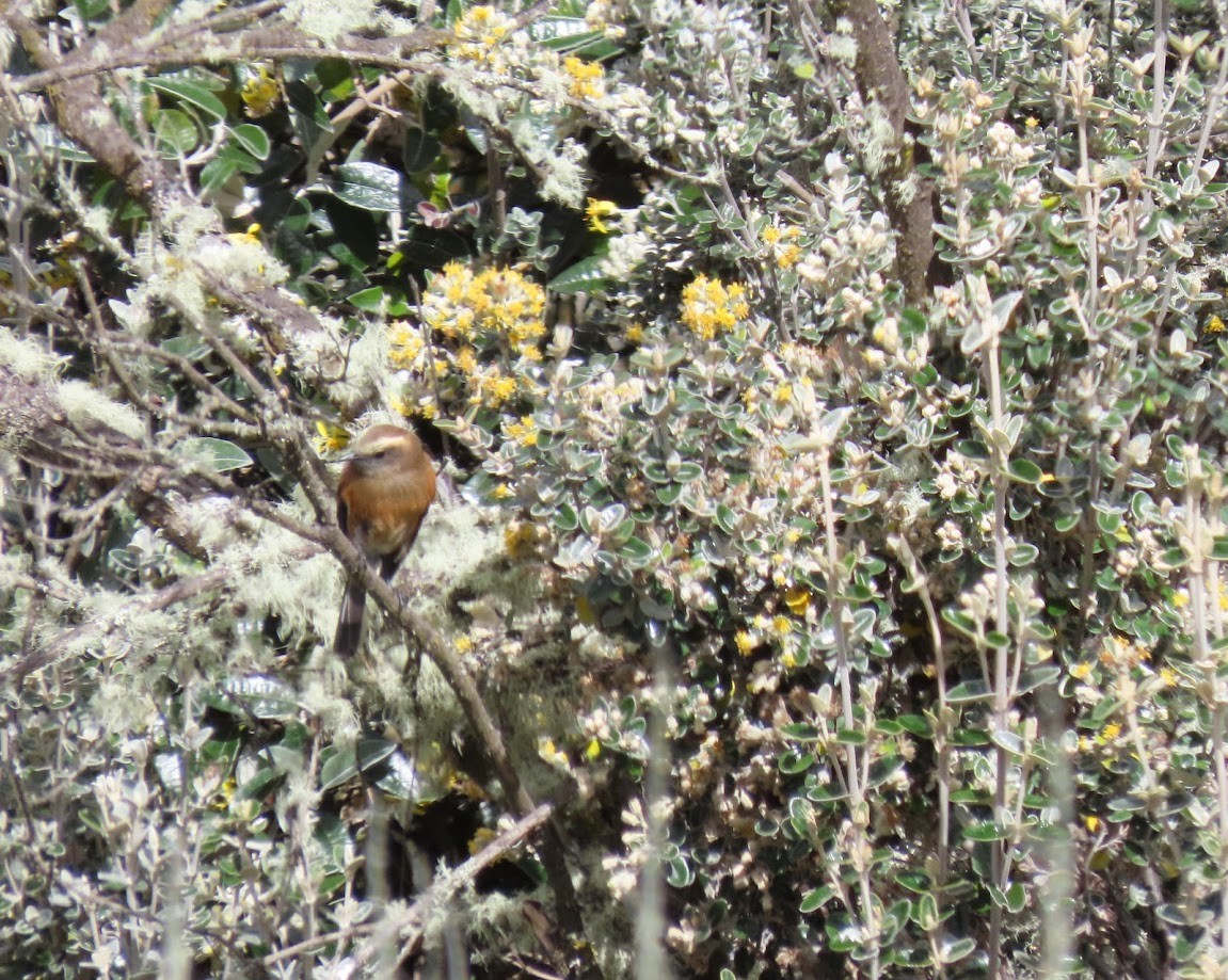 Brown-backed Chat-Tyrant - ML621206721