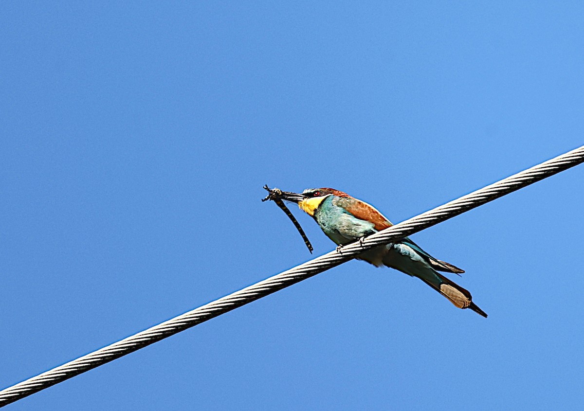 European Bee-eater - ML621206741