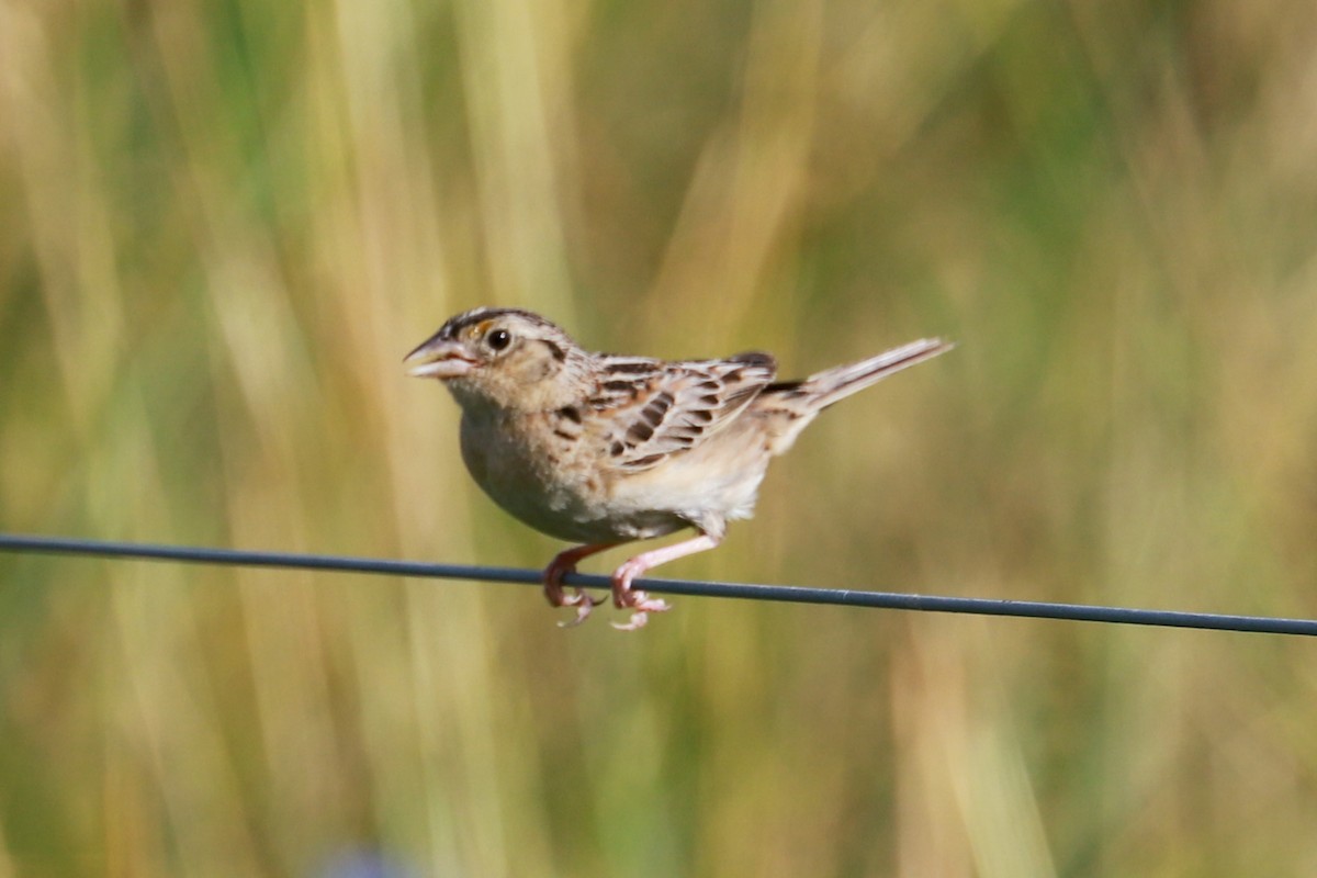 Grasshopper Sparrow - ML621206761