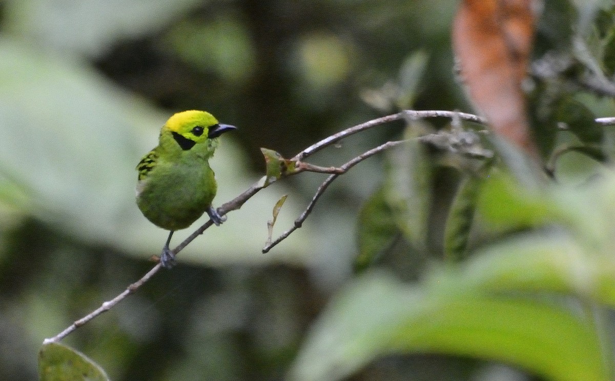 Emerald Tanager - ML621206765