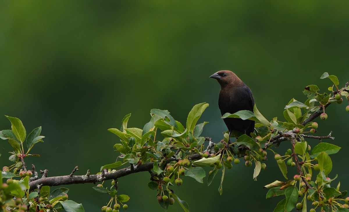 Brown-headed Cowbird - ML621206796