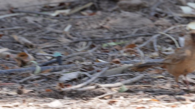 Abert's Towhee - ML621206802